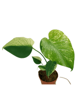 Monstera Jungle Mint